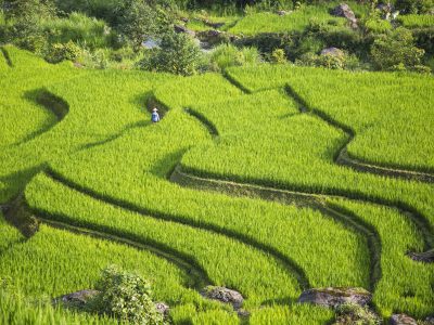 Vietnam Rice Terrace