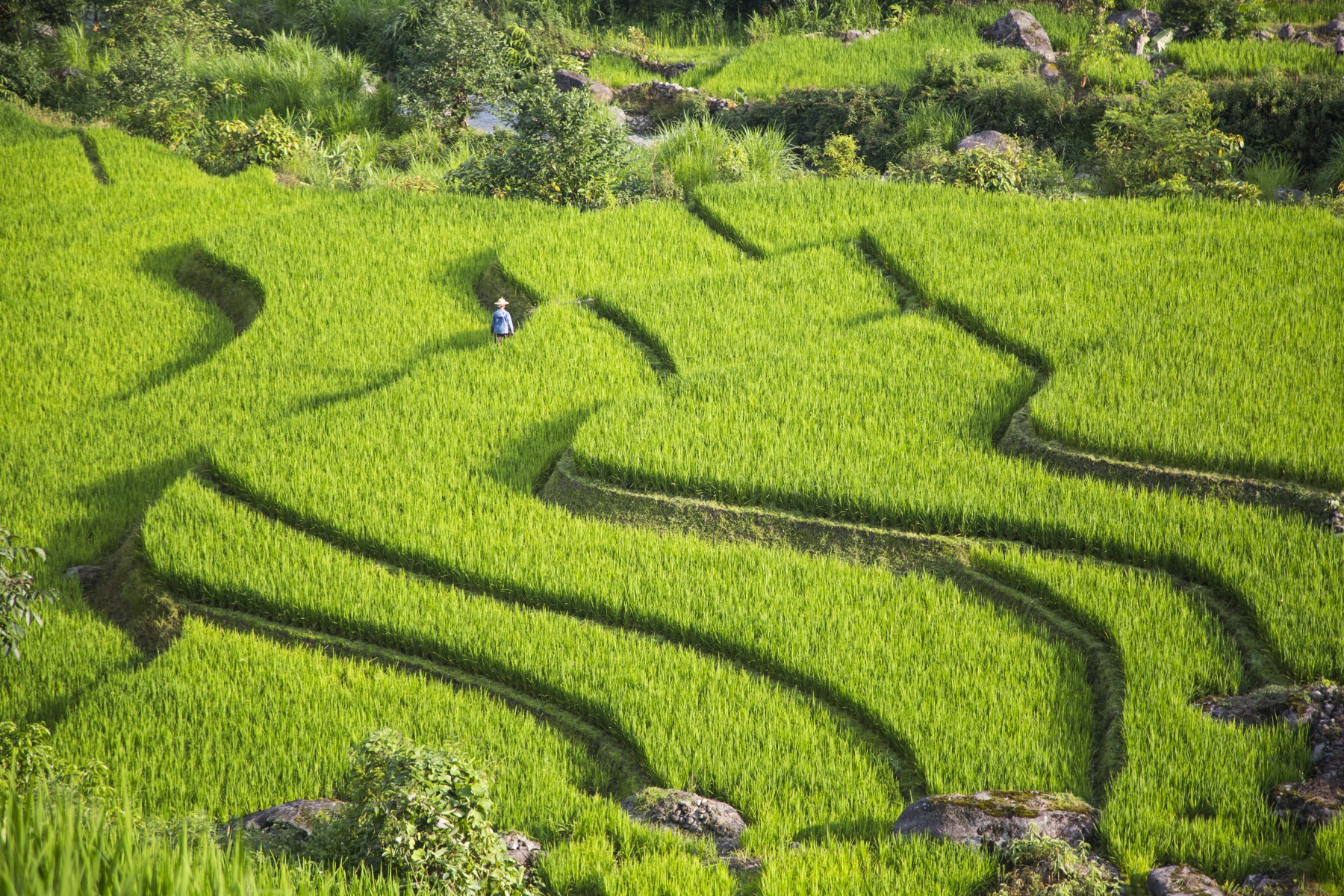 Vietnam Rice Terrace