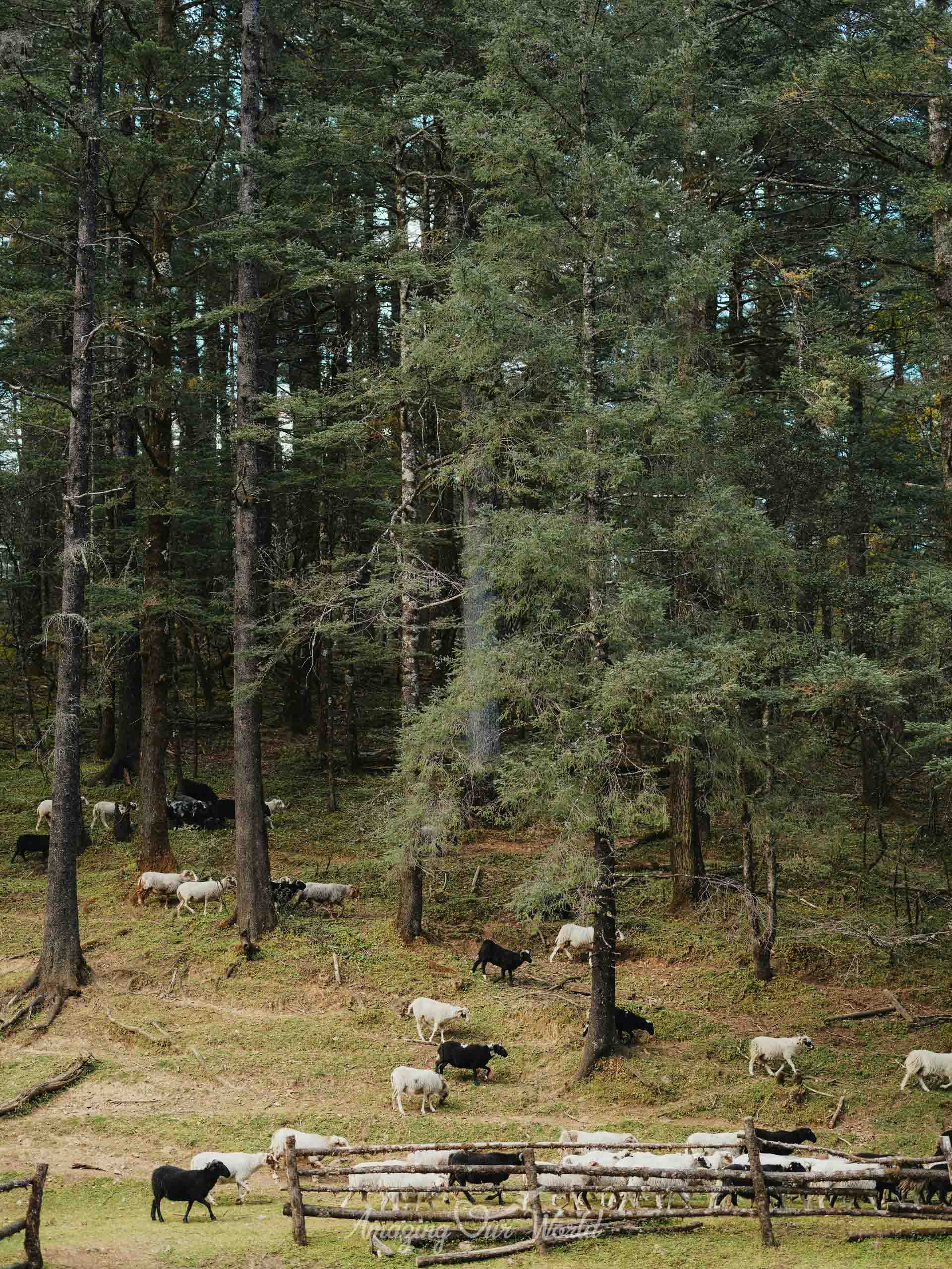 Khu nghỉ dưỡng ClubMed Lệ Giang 11